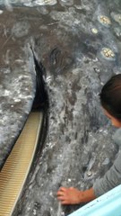 The friendly whales of Baja  - California, US