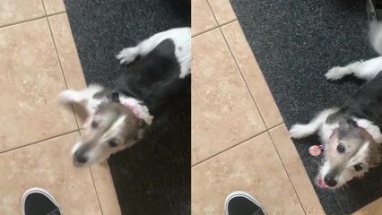 'Woman Gets a Hero's Welcome From Dog After Returning From a 10-Minute Trip to the Shop'