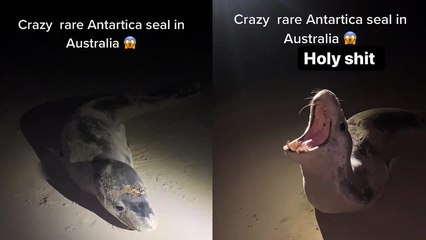 ''SUP, Mates?' Sea Leopard TERRIFIES Beachgoers in Australia *≈20 Million Views* '