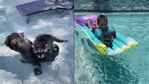 'Fun-Loving Raccoon Enjoying the Summer Days with her Family'