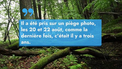 Jura : le plus grand cerf d'Europe est bien vivant