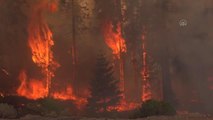 ABD'nin California eyaletinde devam eden orman yangınlarına müdahale ediliyor