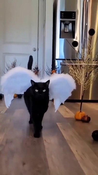 Cat video #shorts