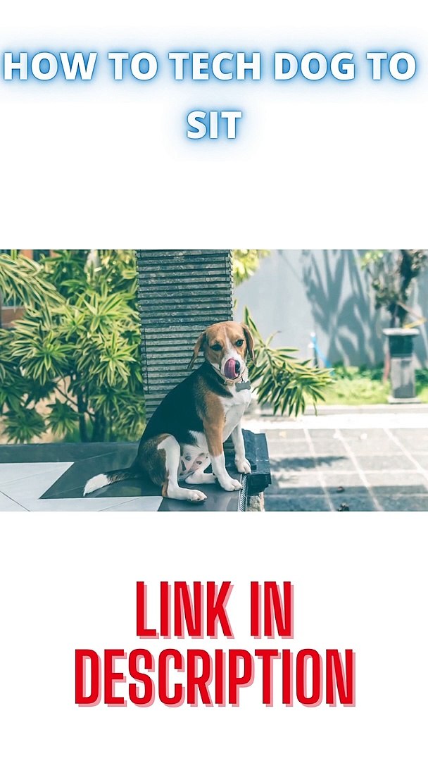 ⁣HOW TO TECH DOG SIT CUTE DOG TEACH YOUR DOG