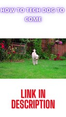 HOW TO TECH DOG COME  CUTE DOG