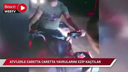 ATV'lerle caretta caretta yavrularını ezip, gönüllüyü de yaraladılar