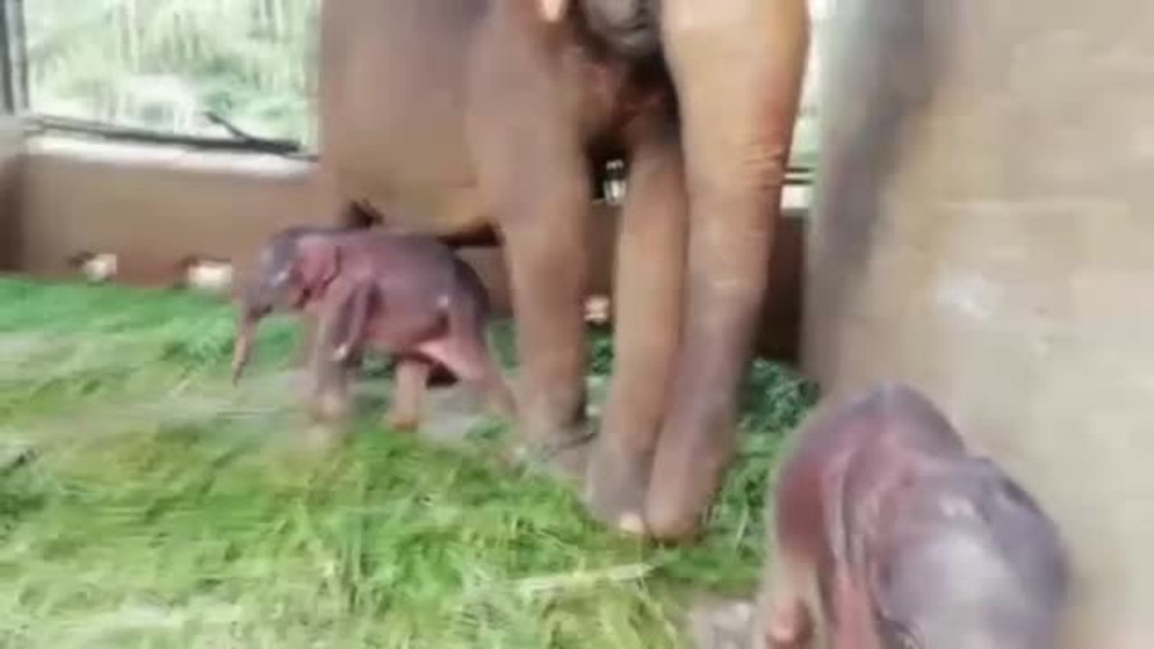 Nacen elefantes gemelos en Sri Lanka