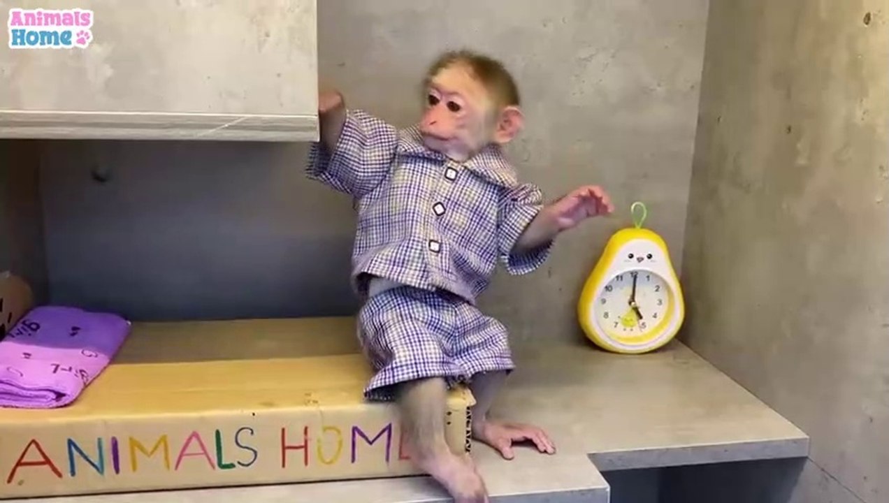 BiBi steals Ody cat's hammock try not to laugh