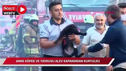 İkitelli'deki fabrika yangını; anne köpek ve yavrusu alev kapanından kurtuldu