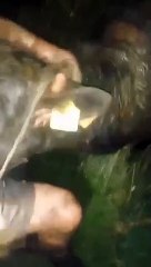 Northern Monkeys  rescue stranded calf