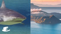 Sharks Once Roamed the Waters of Taal Lake. Where Are They Now?