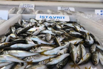 İstavrit Tekirdağ'da tezgahları süslemeye başladı