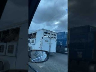 Happy Horse’s Lips Flapping in the Breeze