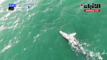 الحيتان الحدباء تصل إلى مياه المحيط الهادئ قبالة كولومبيا للتكاثر