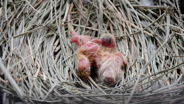 LA HISTORIA DE LAS PALOMAS DENTHOR Y VERA | PICHONES NACIDOS EN CAUTIVIDAD Y LIBERADOS EN FAMILIA