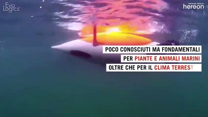 Il robot-pinguino che svela i segreti dell'oceano