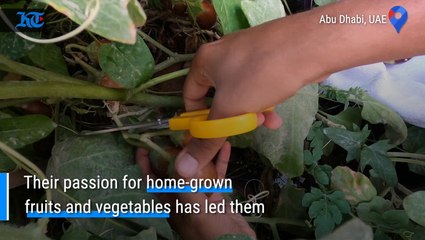 KT Storybook: Abu Dhabi couple grow food forest in desert backyard