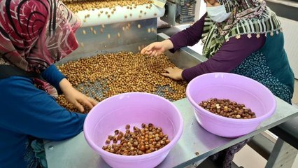 Alaplı'dan bu sezon 300 milyon dolarlık fındık ihracatı bekleniyor