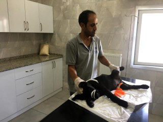Bakırköy'de aracın çarptığı yavru köpek tedavi altında