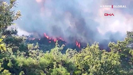 Çanakkale Bayramiç'te orman yangını