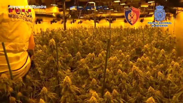 Más de un centenar de detenidos de una banda albanesa que traficaba con marihuana