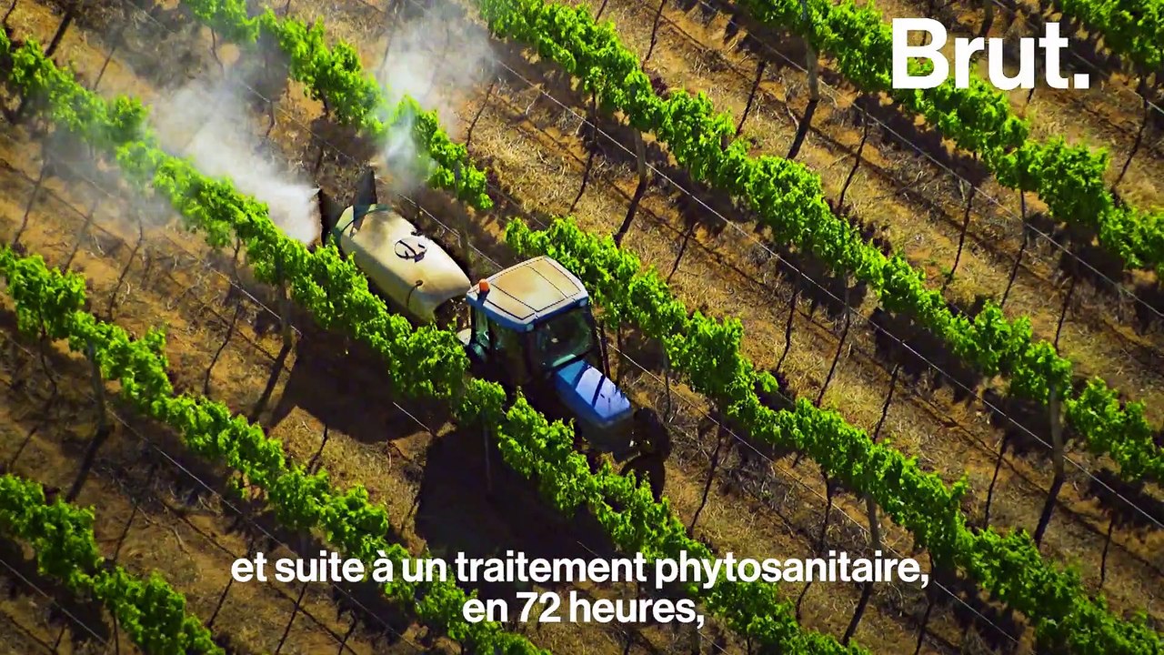 Comment préserver les abeilles au quotidien ?