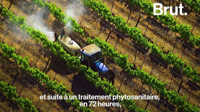 Comment préserver les abeilles au quotidien ?