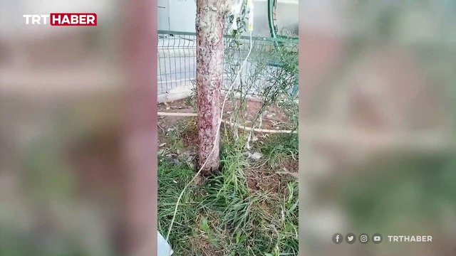 Hastane bahçesine gelen köpeğe serumlu müdahale