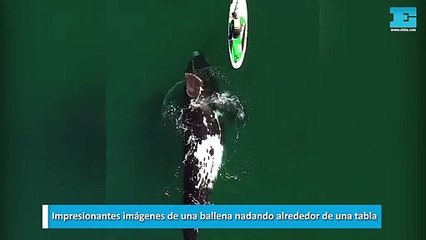 Impresionantes imágenes de una ballena nadando alrededor de una tabla