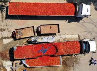 Hollanda'ya bin ton salça ihraç edilecek