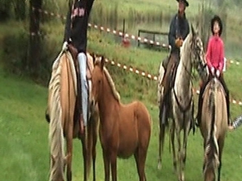 Chevaux