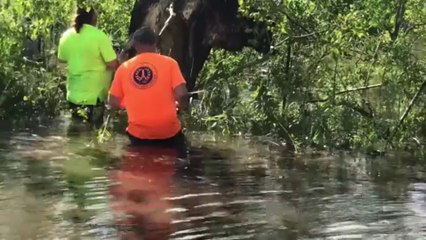Ouragan Ida: deux hommes tentent de libérer une vache coincée dans un arbre après la tempête