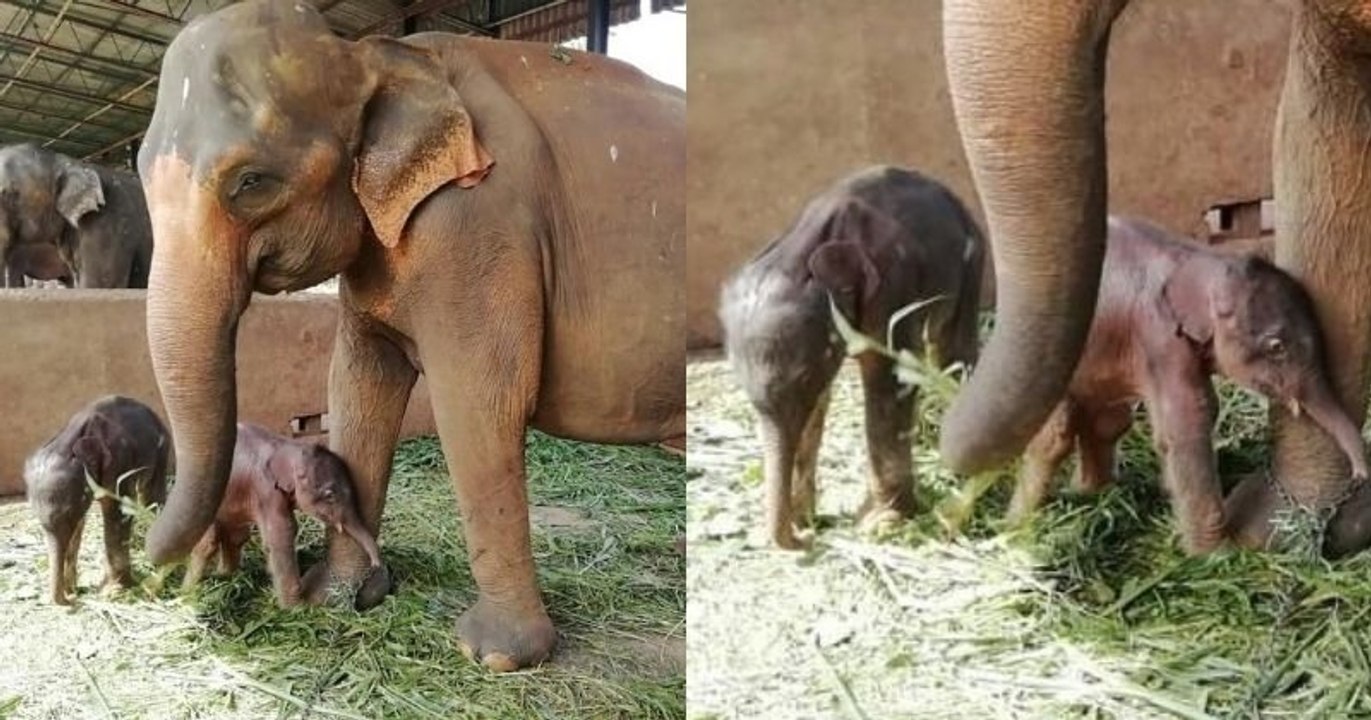 Naissance rarissime d'éléphanteaux jumeaux en captivité au Sri Lanka, une première depuis 1941