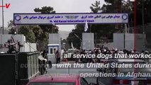Pentagon Denies Leaving Behind Military Dogs in Afghanistan
