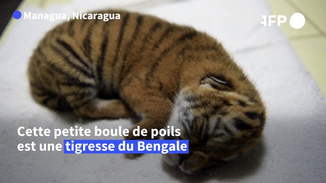 Naissance d'un tigre du Bengale, espèce menacée, au zoo du Nicaragua
