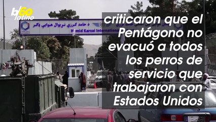 El Pentágono Niega Haber Abandonado Perros Militares en Afganistán