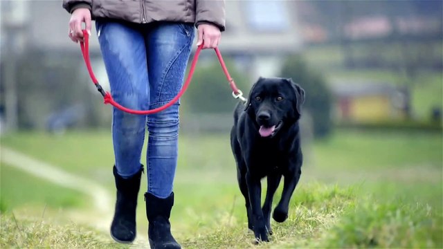 Why portly pets have piled on lockdown pounds