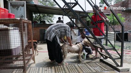 Mujer adopta a unos 500 perros callejeros en su vivienda en la India