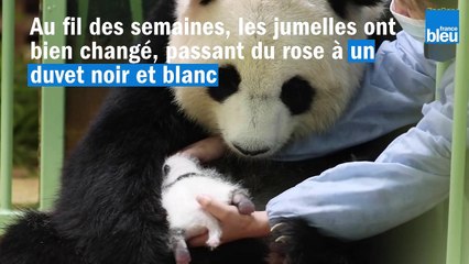 Les bébés pandas, "Fleur de coton" et "Petite neige" fêtent déjà leur premier mois à Beauval