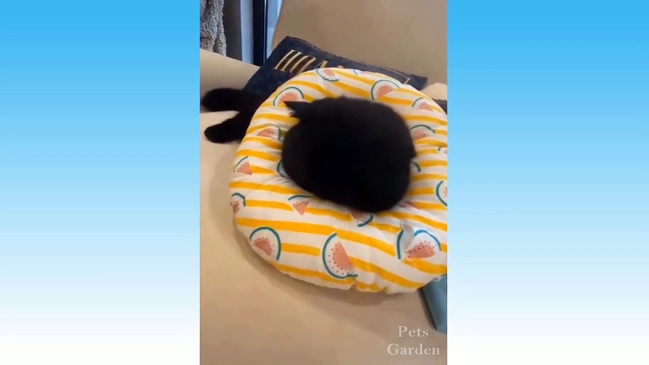 Best Funny Cats  And Dogs  Videos -Try Not To Laugh! 2021