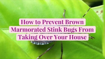 How to Prevent Brown Marmorated Stink Bugs From Taking Over Your House