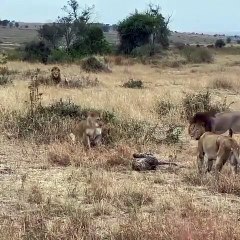 Download Video: Des lionnes protègent un léopard face à un lion !