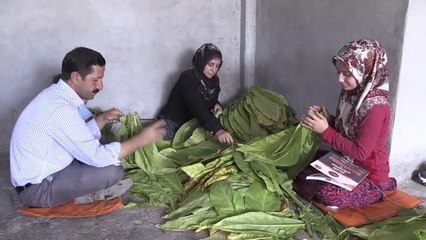 Tarlada çalışıp sınava hazırlanan genç kız tıp fakültesini kazandı