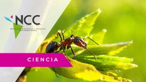 Las hormigas, un controlador biológico de plagas