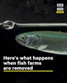 Here’s What Happens When Fish Farms are Removed