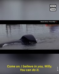 Beached Orca Rescued on Coast of Alaska