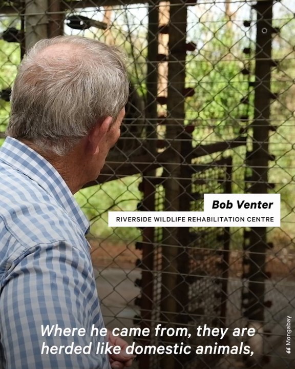 South Africa Man Fights to Save Threatened Baboons