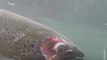 Underwater Footage Reveals Disturbing Conditions of Farmed Salmon