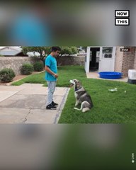 Abandoned Husky Finds New Home