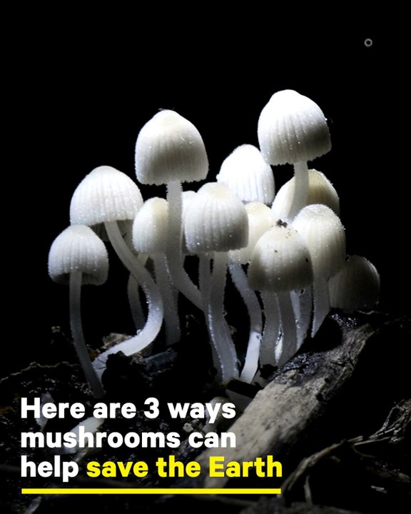 Mushrooms Can Help Save the Earth